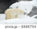 シロクマ 8886704