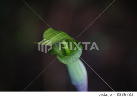 ホソバテンナンショウ 8886732