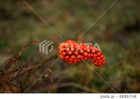 ホソバテンナンショウ 8886748