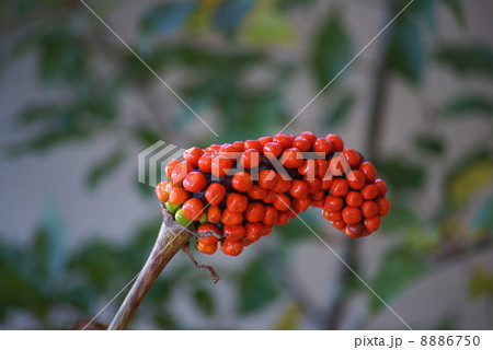 ホソバテンナンショウ 8886750