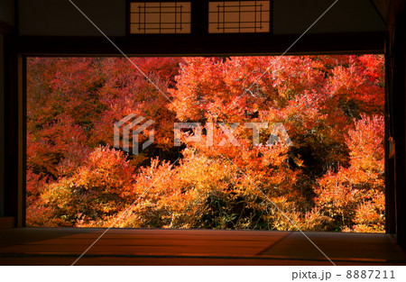 安国寺　ドウダンツツジ 8887211