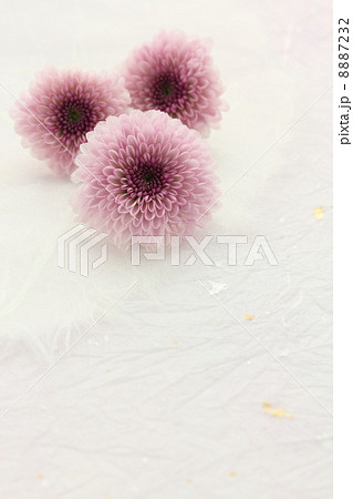 和紙と花 カリメロの写真素材 8887232 Pixta