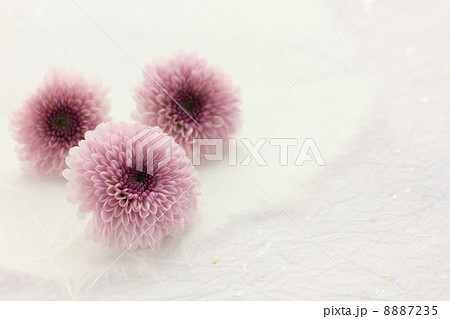 和紙と花 カリメロの写真素材