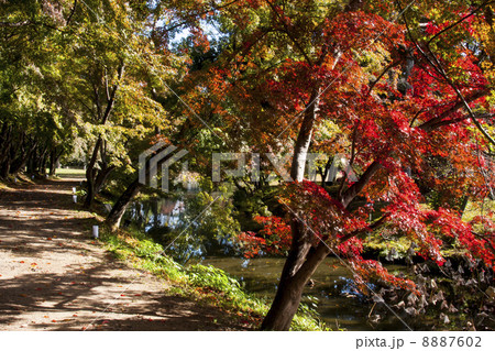 大覚寺の紅葉 8887602