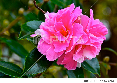 ピンク色の山茶花（埼玉県深谷市） 8887648