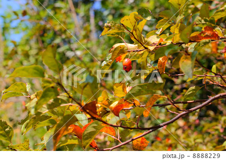 ヒメリンゴ の実と紅葉 8888229