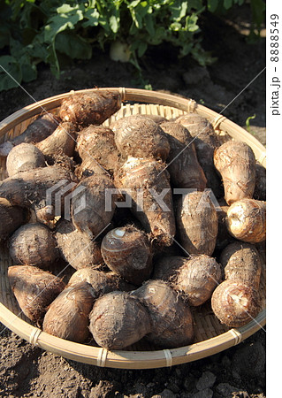 里芋の収穫 8888549