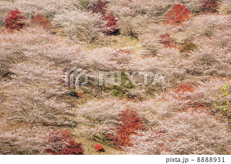 【愛知県豊田市小原町】紅葉と四季桜 8888931