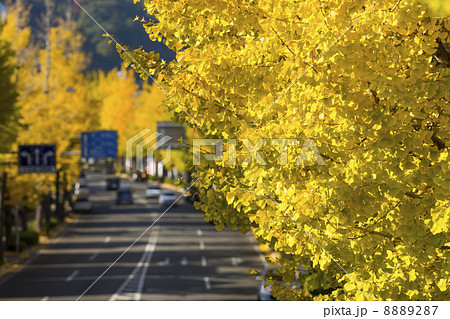 いちょう並木 いちょう並木 8889287