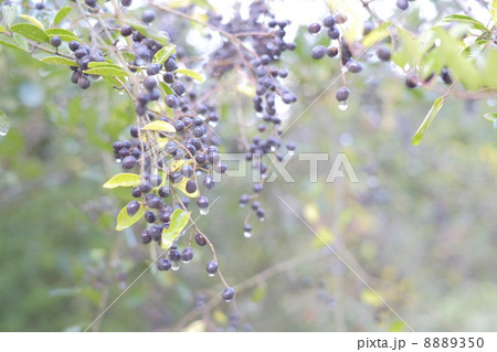 プリペットの実 8889350