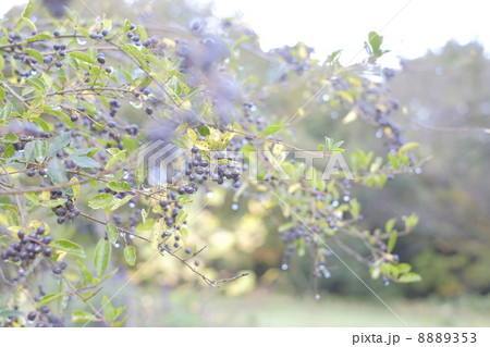 プリペットの実 プリペットの実 8889353