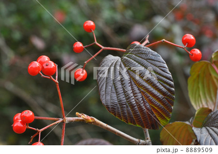 ミヤマガマズミ果実 8889509