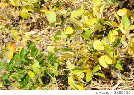Green - yellow soy plant leaves macro in the cultivate field 8889536
