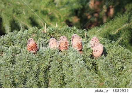 松ぼっくり 8889935