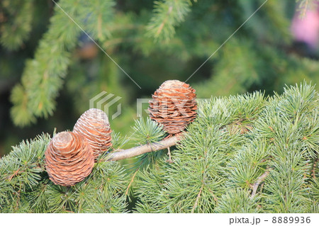 松ぼっくり 8889936
