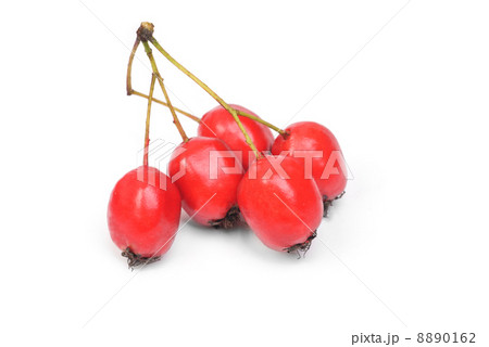 Hawthorn berries isolated on a white background 8890162