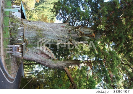 長野県下伊那郡根羽村・月瀬の大杉 8890407