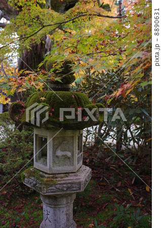 京都西明寺紅葉　石燈籠 8890631