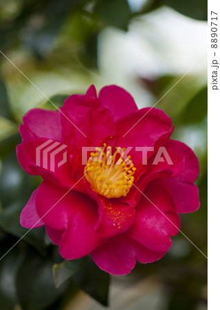 サザンカ サザンカ 8890717