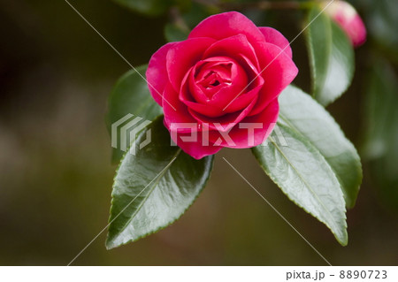 サザンカ 8890723