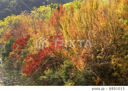 秋色の池端。 8891015