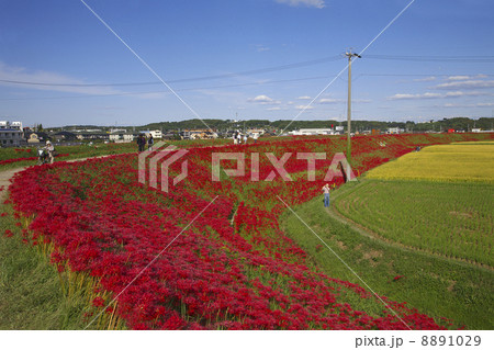 川堤の彼岸花 8891029