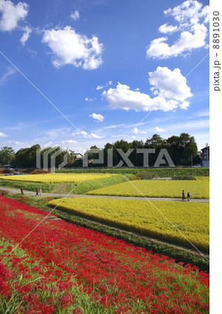 川堤の彼岸花 川堤の彼岸花 8891030