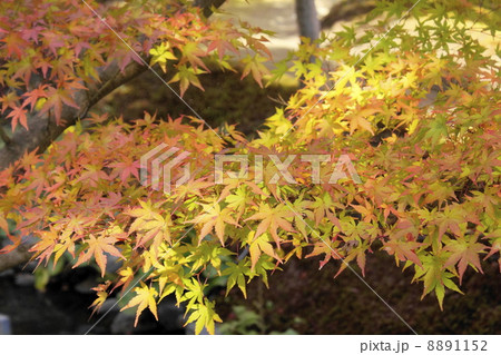 秋色 秋色 8891152