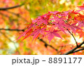 もみじ 8891177