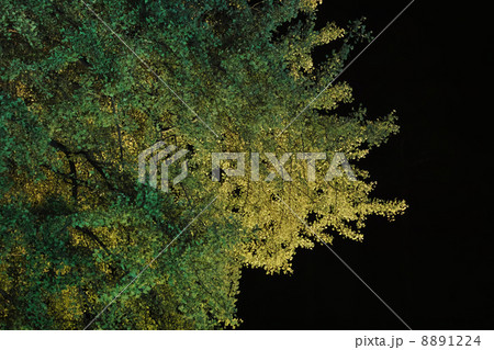 漆黒に浮かぶ銀杏 漆黒に浮かぶ銀杏 8891224