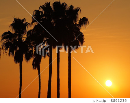 ヤシの木と夕日 ヤシの木と夕日 8891236