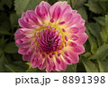 ダリア 8891398