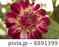 ダリア 8891399