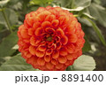 ダリア 8891400