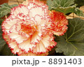 ベゴニア 8891403