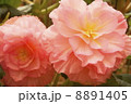 ベゴニア 8891405