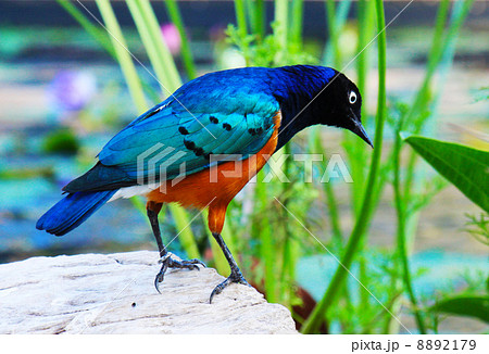 水辺のツキノワテリムク 水辺のツキノワテリムク 8892179