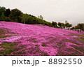 芝桜 8892550