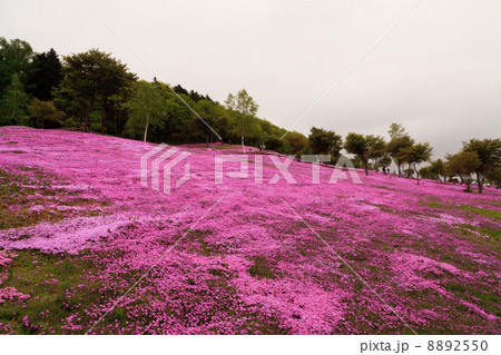 芝桜 8892550