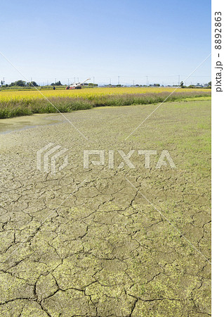 干上がった田んぼ 8892863