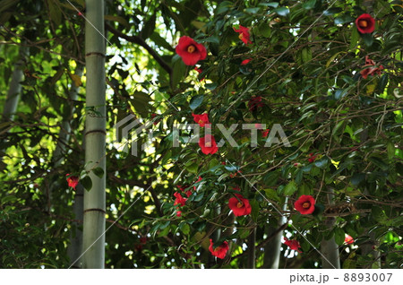 青竹と椿 山崎聖天にて 青竹と椿 山崎聖天にて 8893007