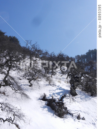 枝垂れ栗 2月 枝垂れ栗 2月 8893395