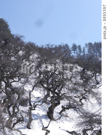 枝垂れ栗 2月 枝垂れ栗 2月 8893397