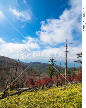 大台ヶ原の正木ヶ原 8893420