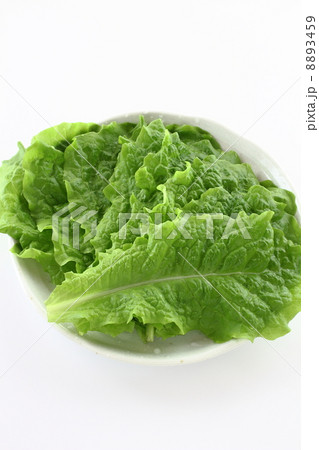 サンチュ 8893459