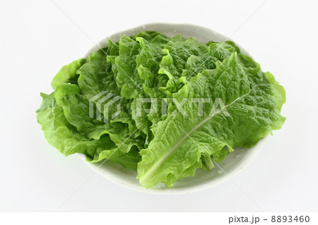 サンチュ 8893460