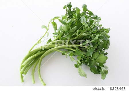 クレソン クレソン 8893463