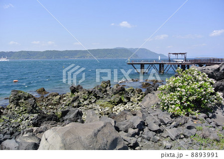 鹿児島県　桜島ビジターセンターから錦江湾を臨む 8893991