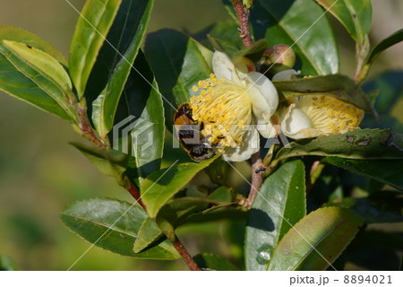 茶の花とオオハナアブ 8894021