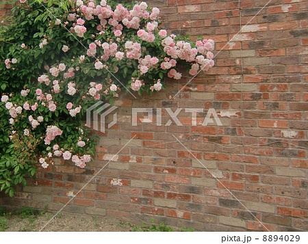 ピンク色のつるバラが咲くレンガの壁の写真素材